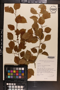 Crataegus wisconsinensis image