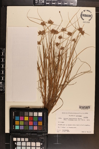 Cyperus louisianensis image