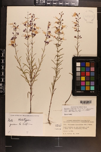 Dicerandra linearifolia var. robustior image