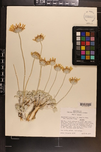 Enceliopsis nudicaulis image