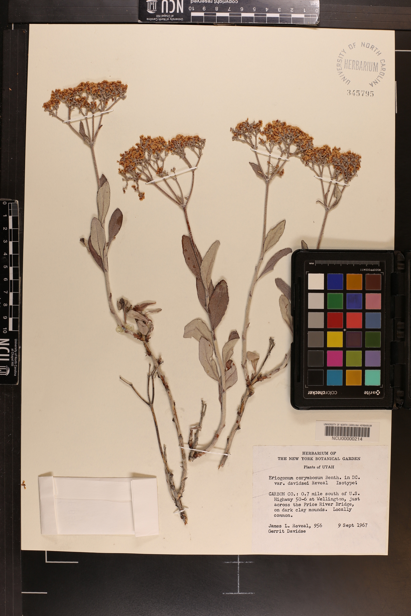 Eriogonum lancifolium image