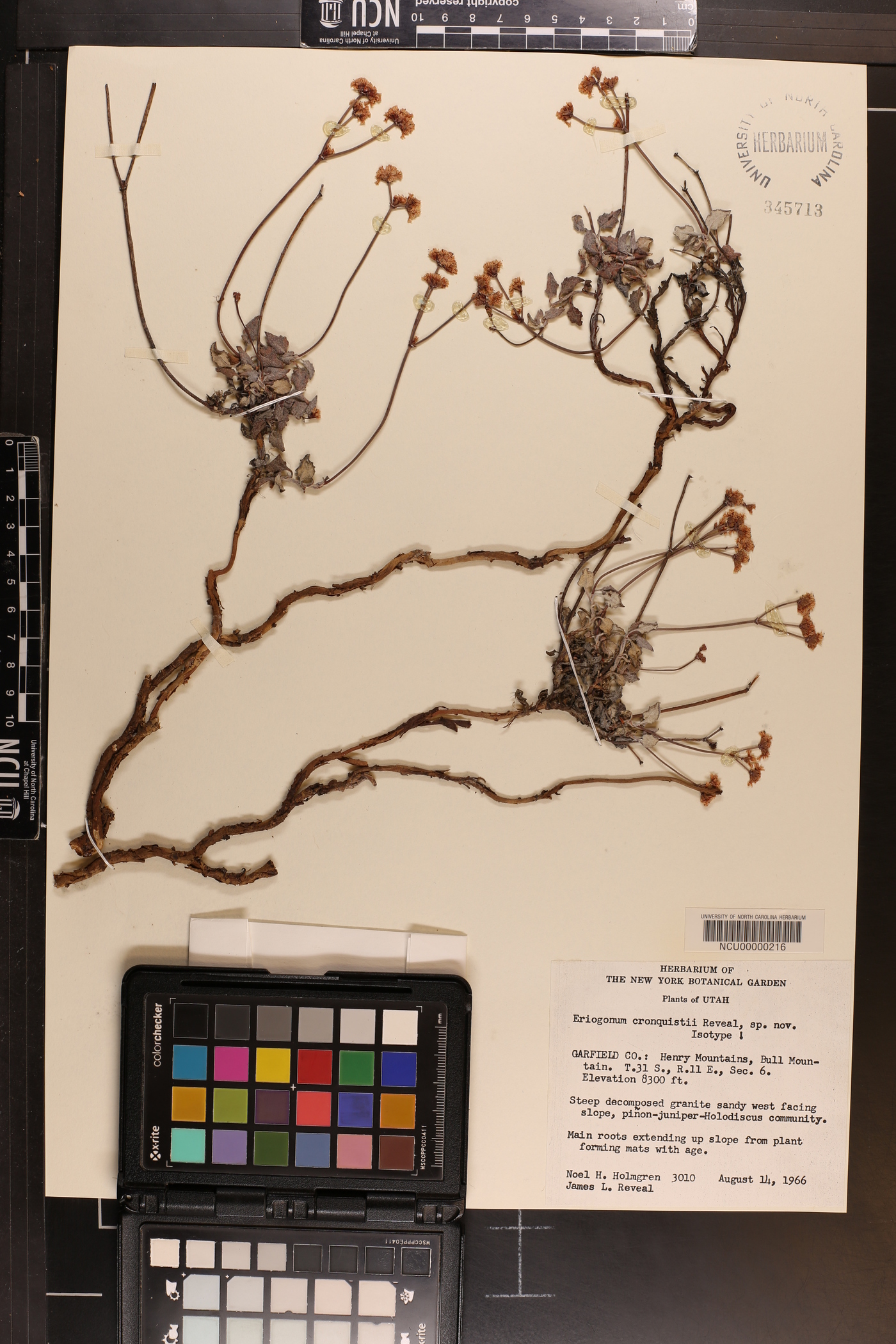 Eriogonum cronquistii image