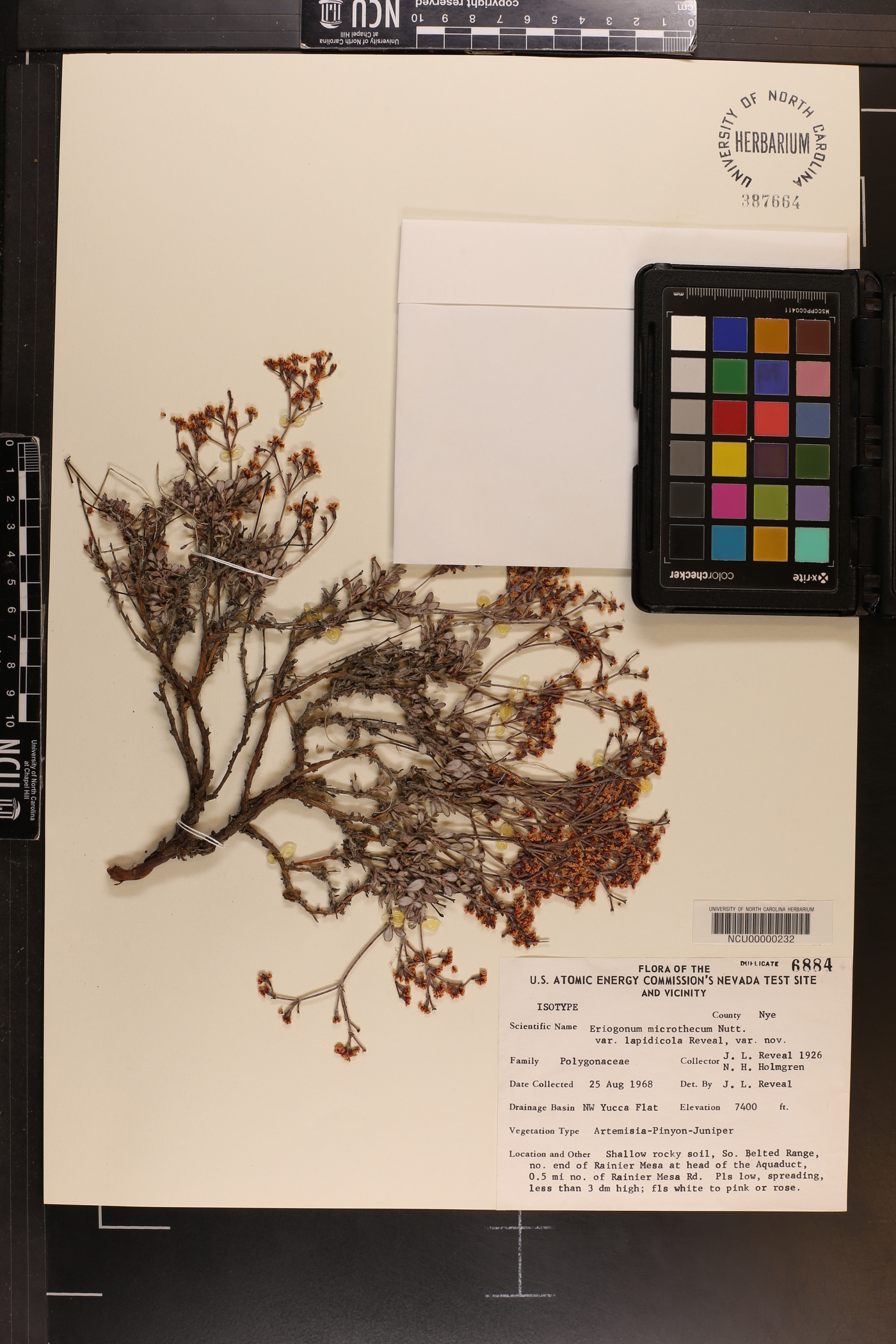 Eriogonum microthecum var. lapidicola image