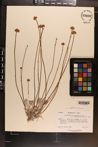 Eriogonum calcareum var. sceptrum image