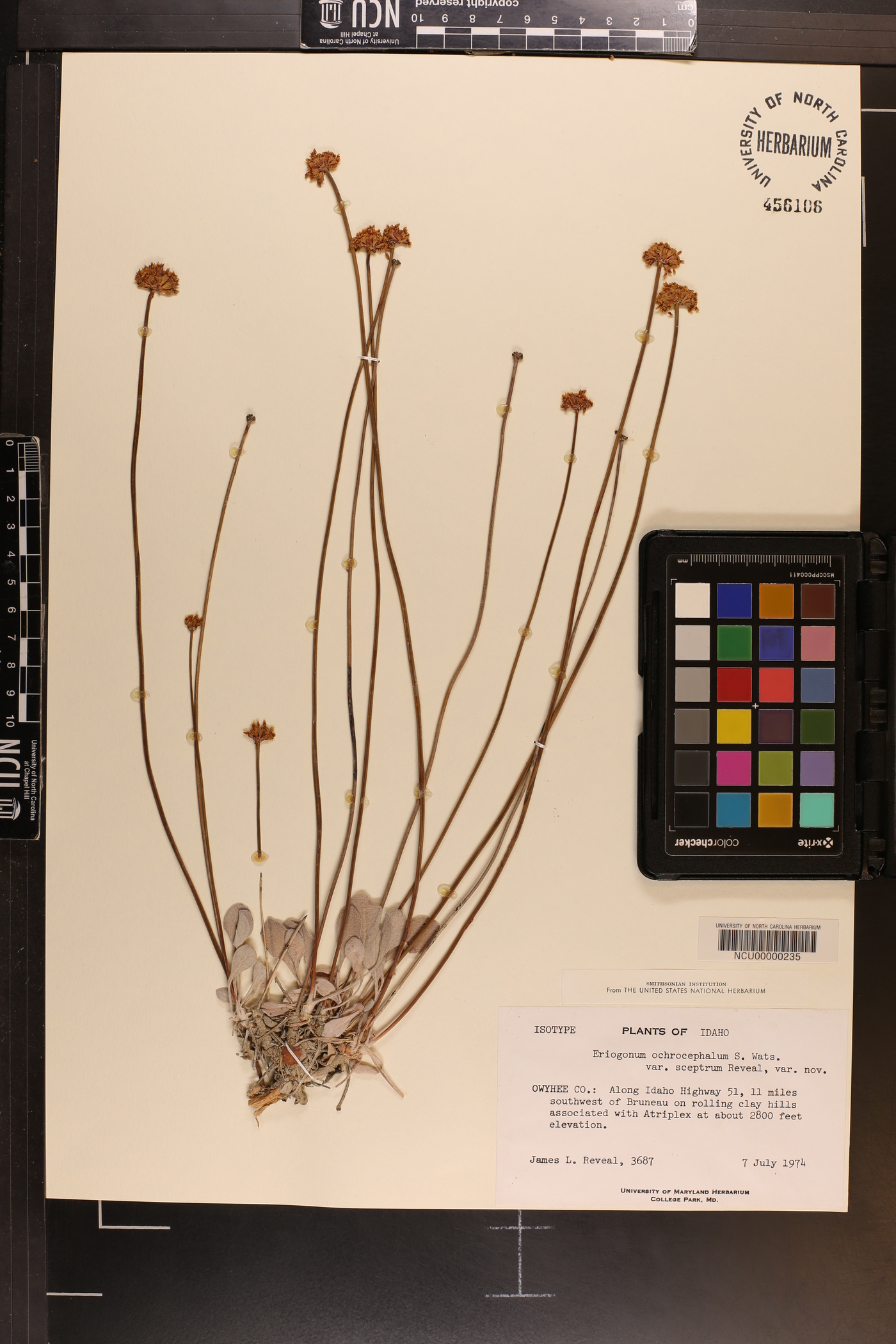 Eriogonum calcareum var. sceptrum image