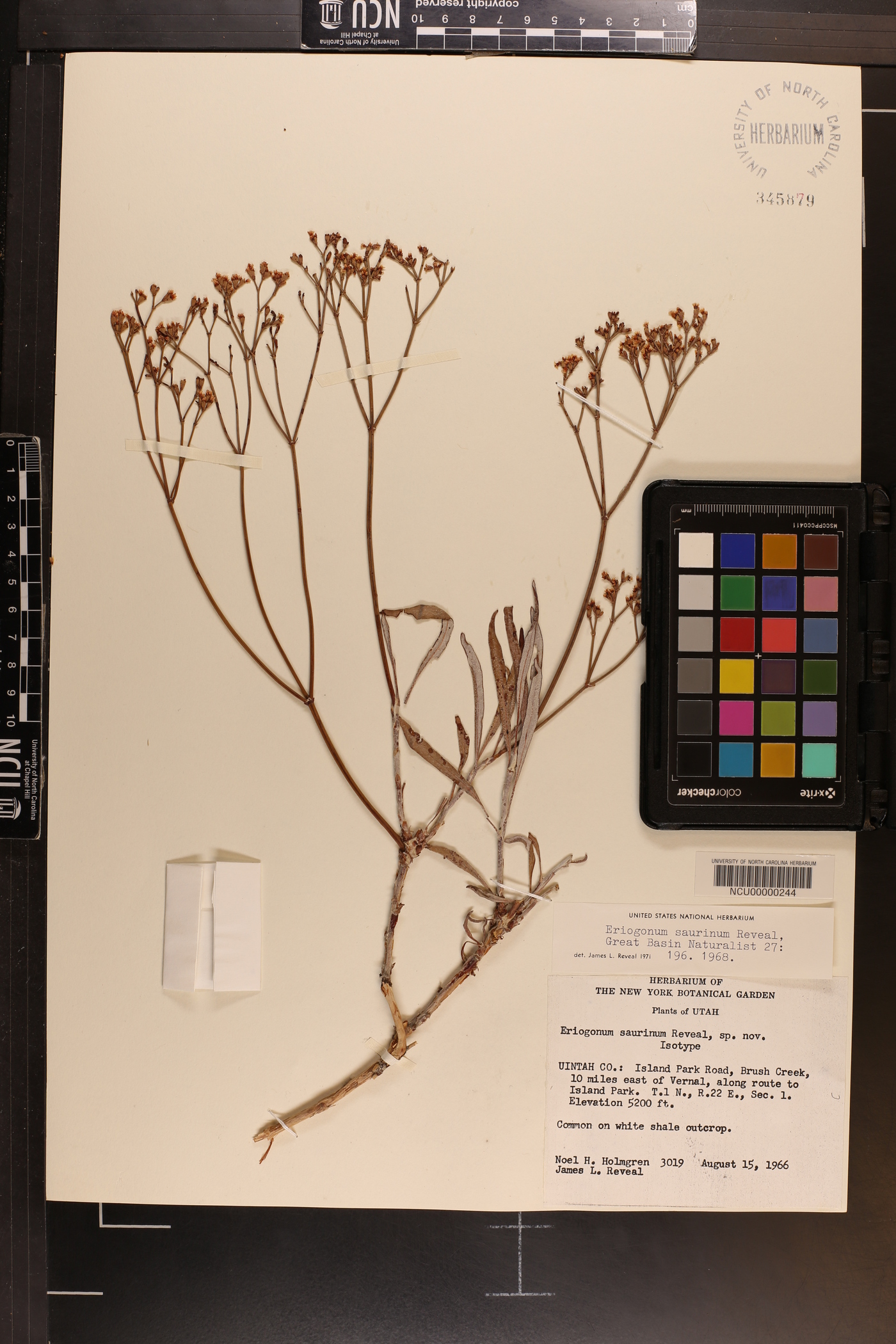 Eriogonum lonchophyllum var. lonchophyllum image