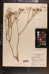 Eriogonum thompsoniae image