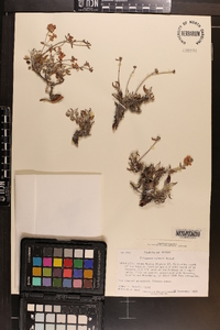 Eriogonum turneri image