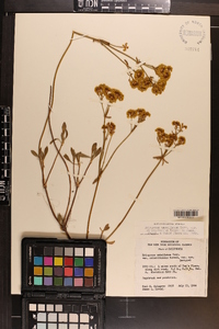 Eriogonum umbellatum var. chlorothamnus image