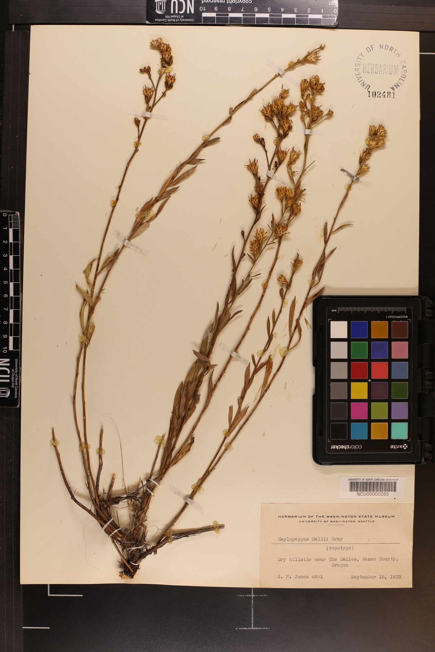 Haplopappus hallii image