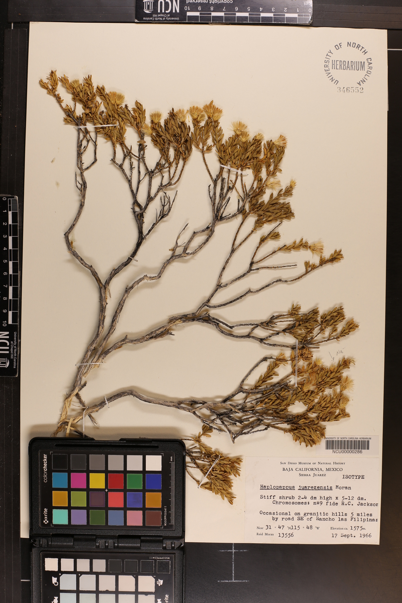Haplopappus juarezensis image