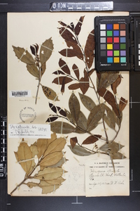 Ilex x attenuata image