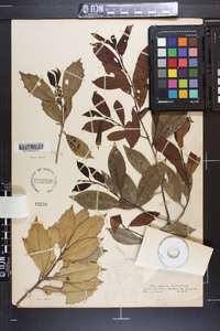 Ilex x attenuata image