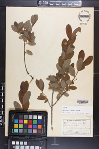 Lonicera oblongifolia image