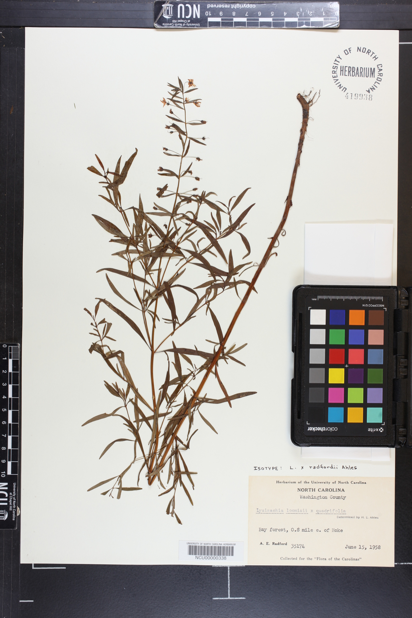 Lysimachia x radfordii image