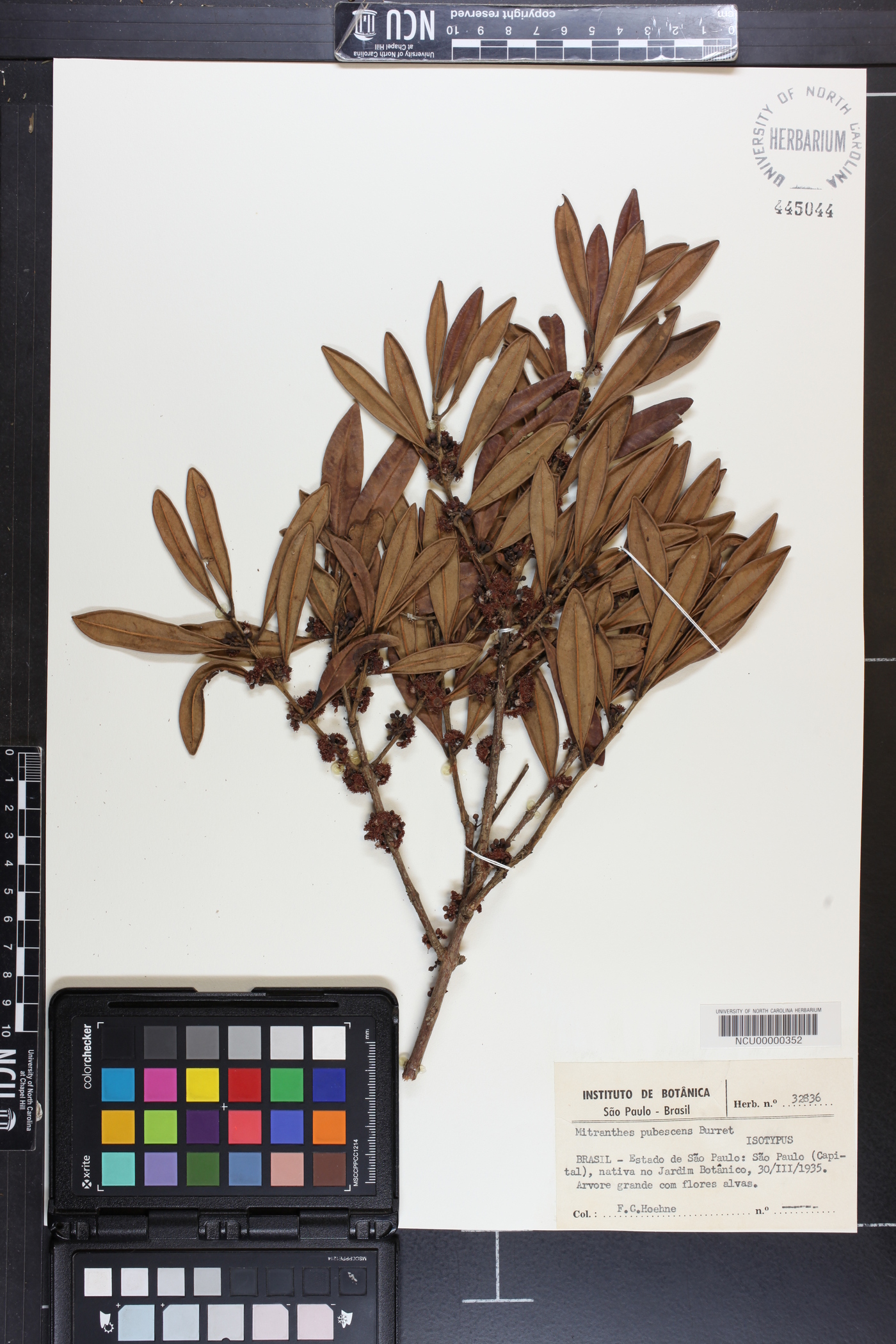 Siphoneugena crassifolia image