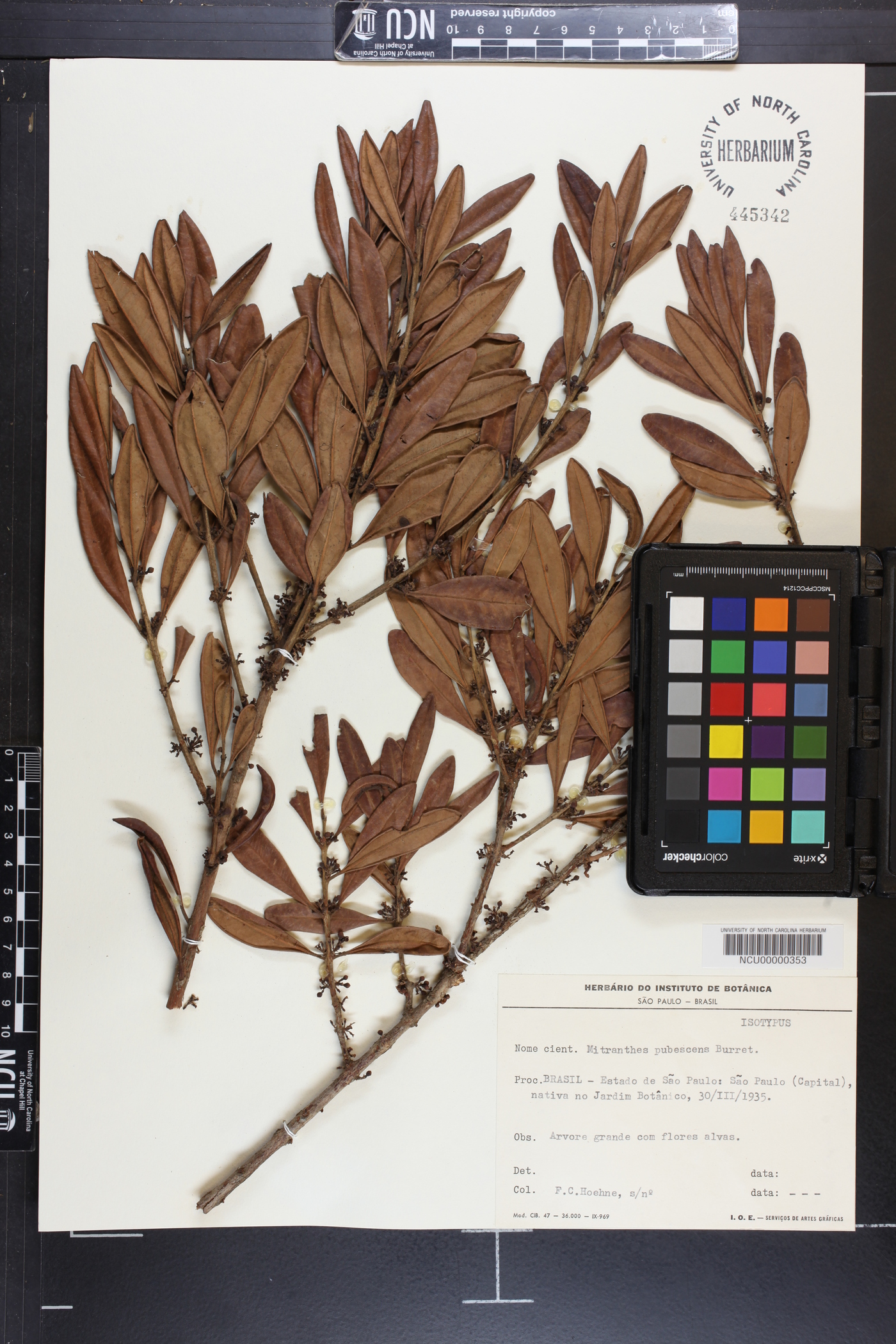 Siphoneugena crassifolia image