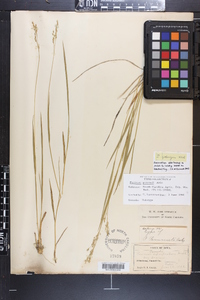 Dichanthelium linearifolium image