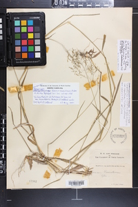 Dichanthelium dichotomum subsp. roanokense image