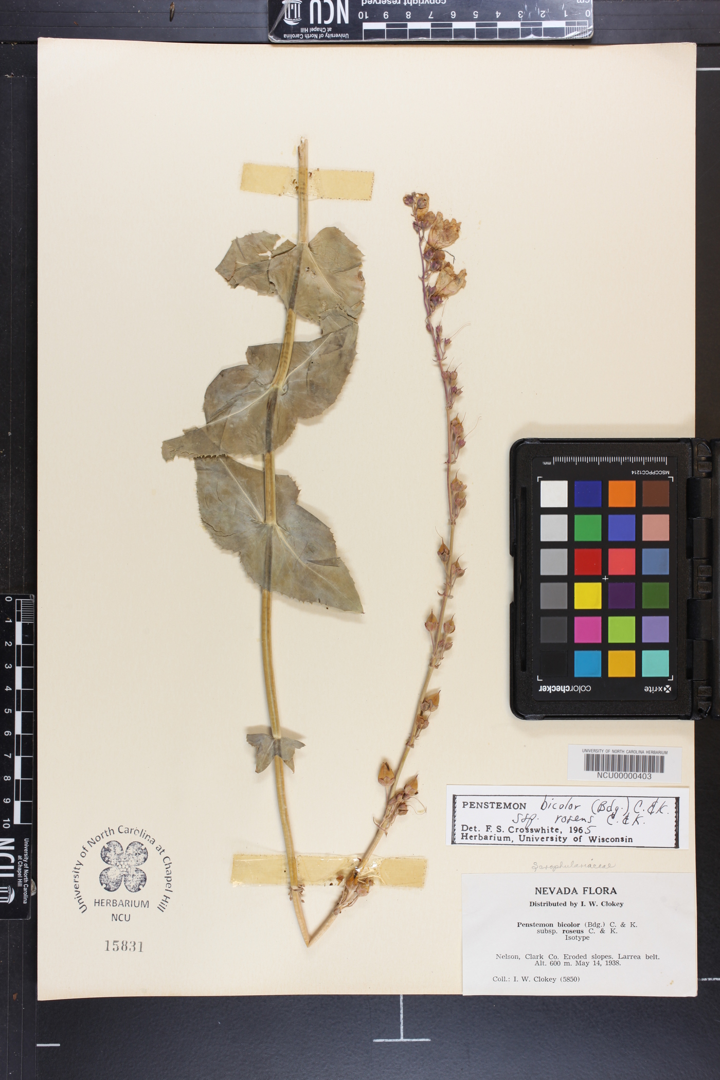 Penstemon bicolor subsp. roseus image