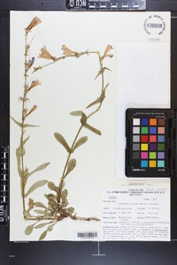 Penstemon pudicus image