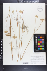 Perideridia bolanderi subsp. involucrata image