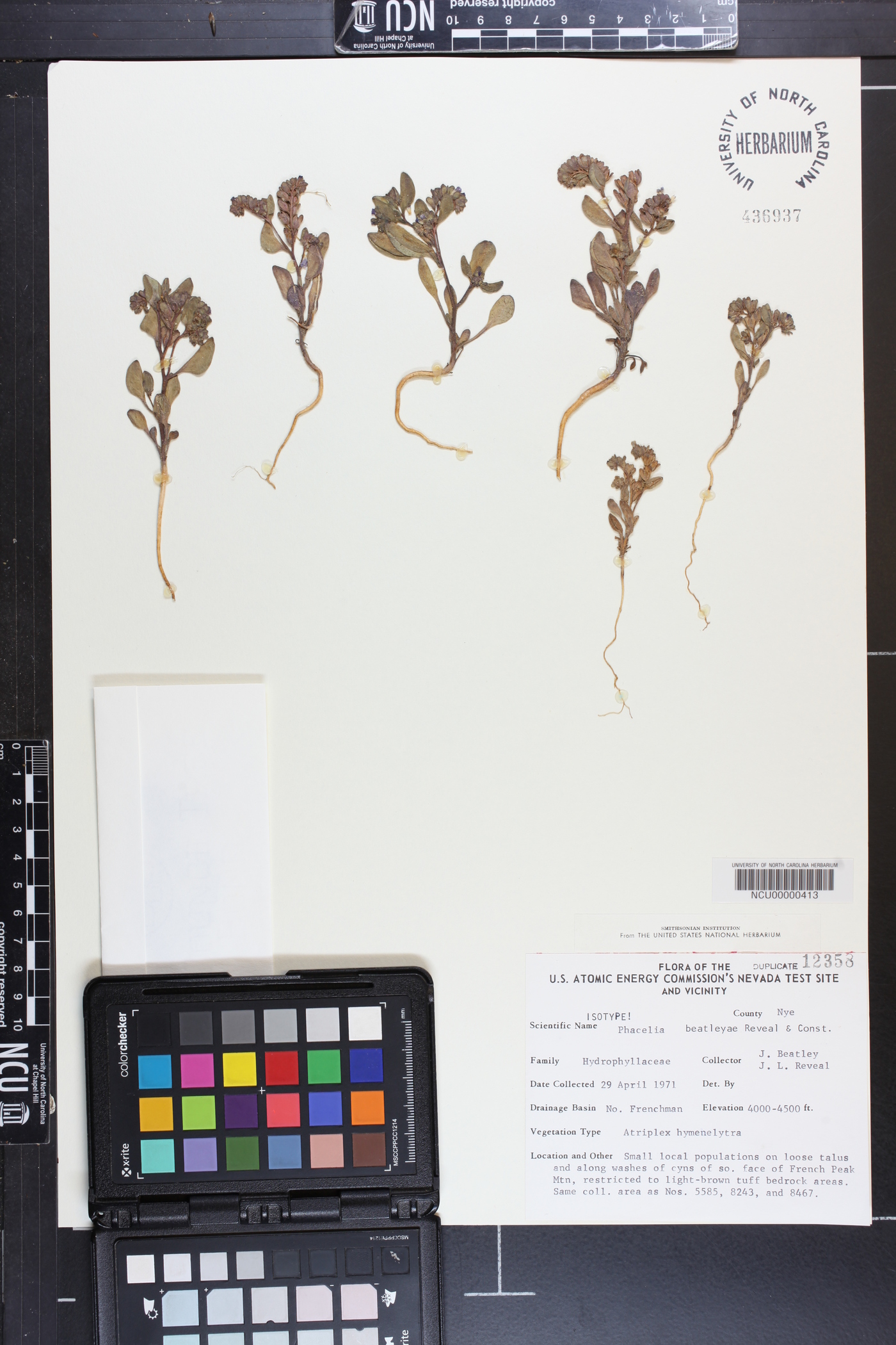 Phacelia beatleyae image