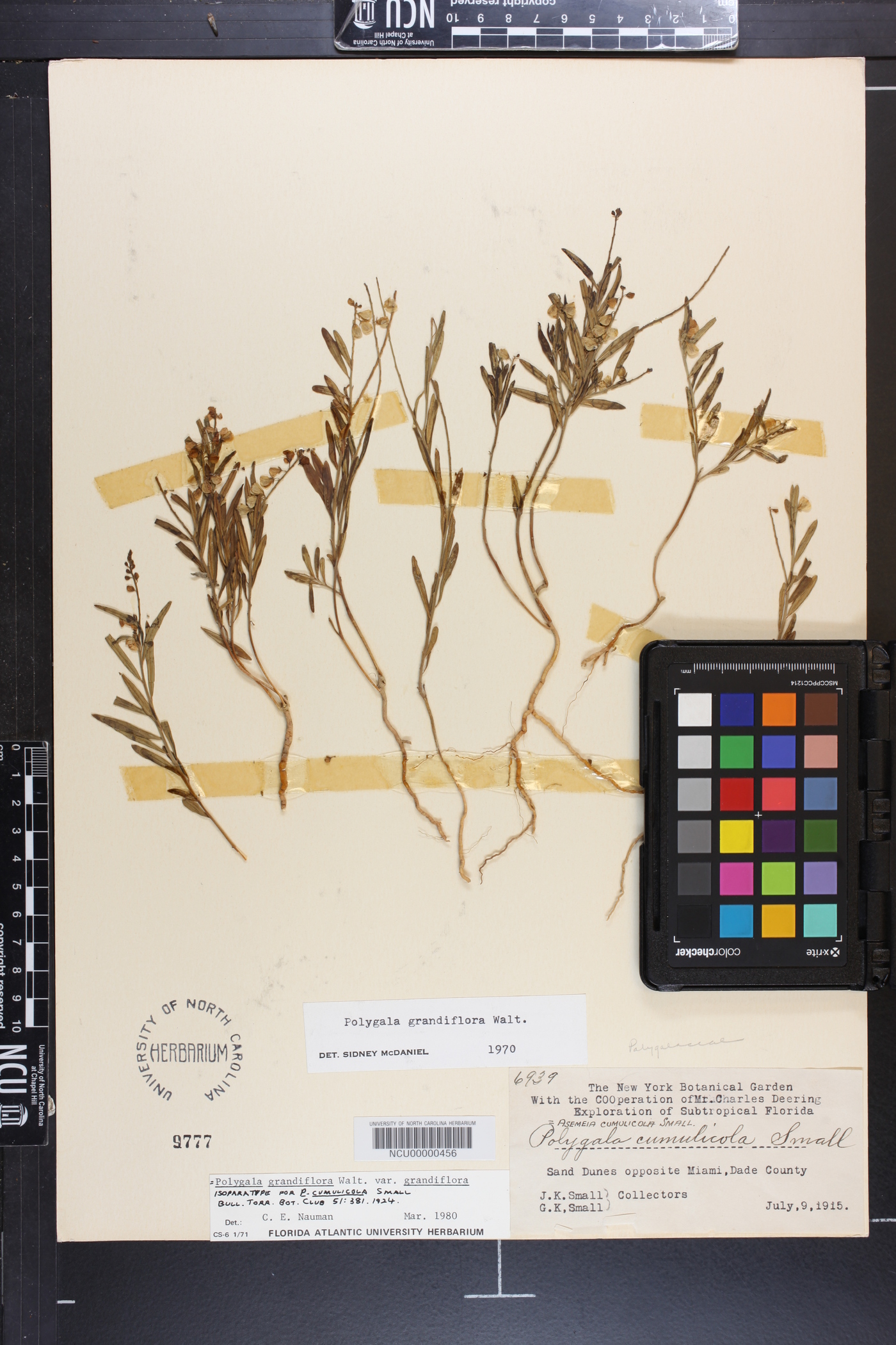 Polygala cumulicola image