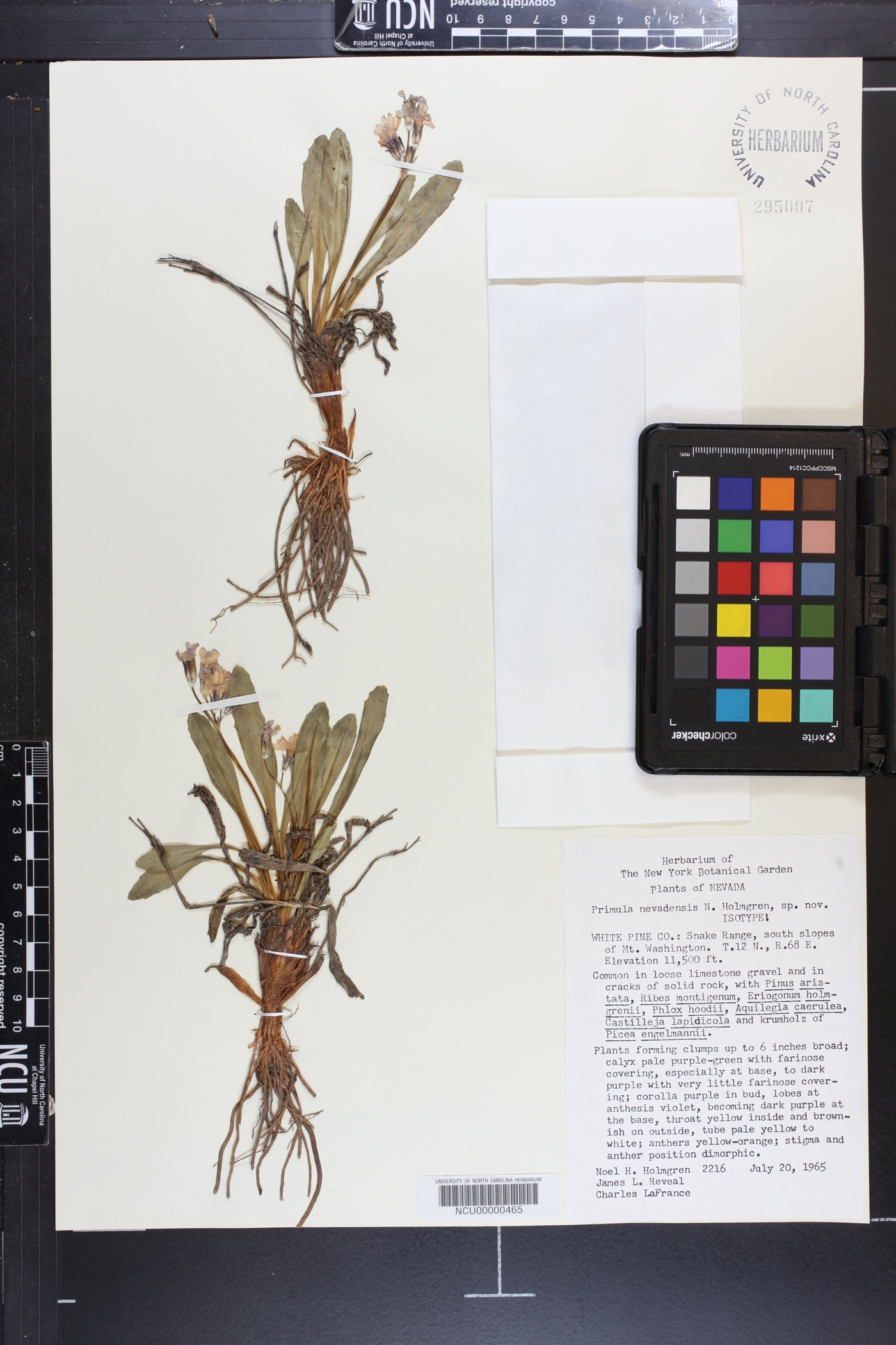 Primula nevadensis image