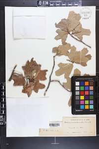 Quercus marilandica var. ashei image