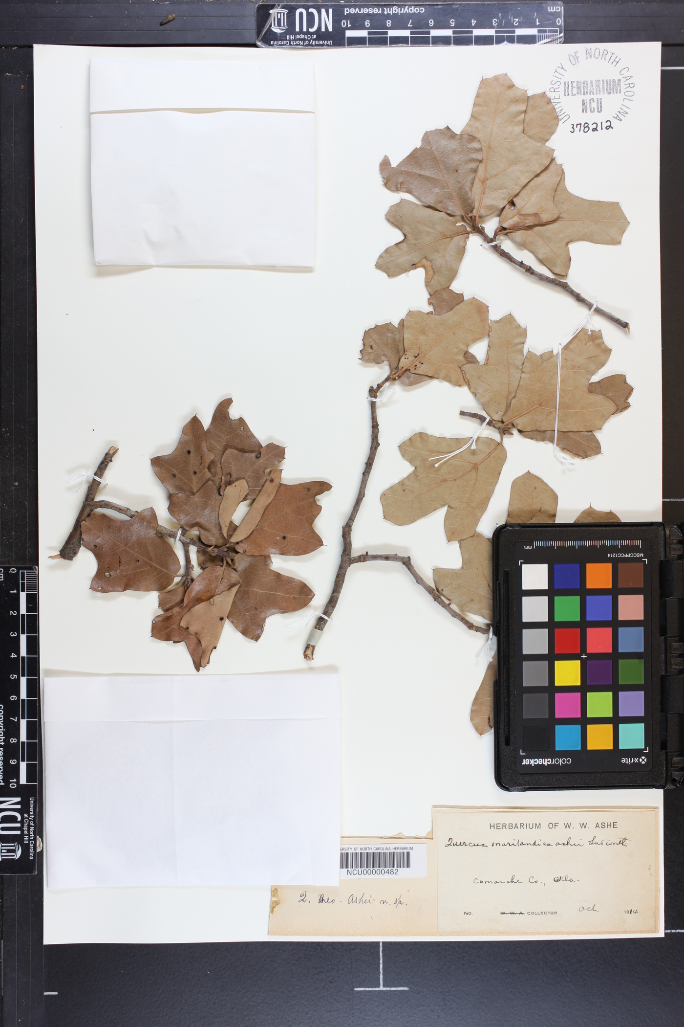 Quercus marilandica var. ashei image