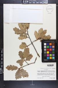 Quercus x subconvexa image