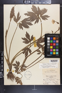 Image of Ranunculus siciformis
