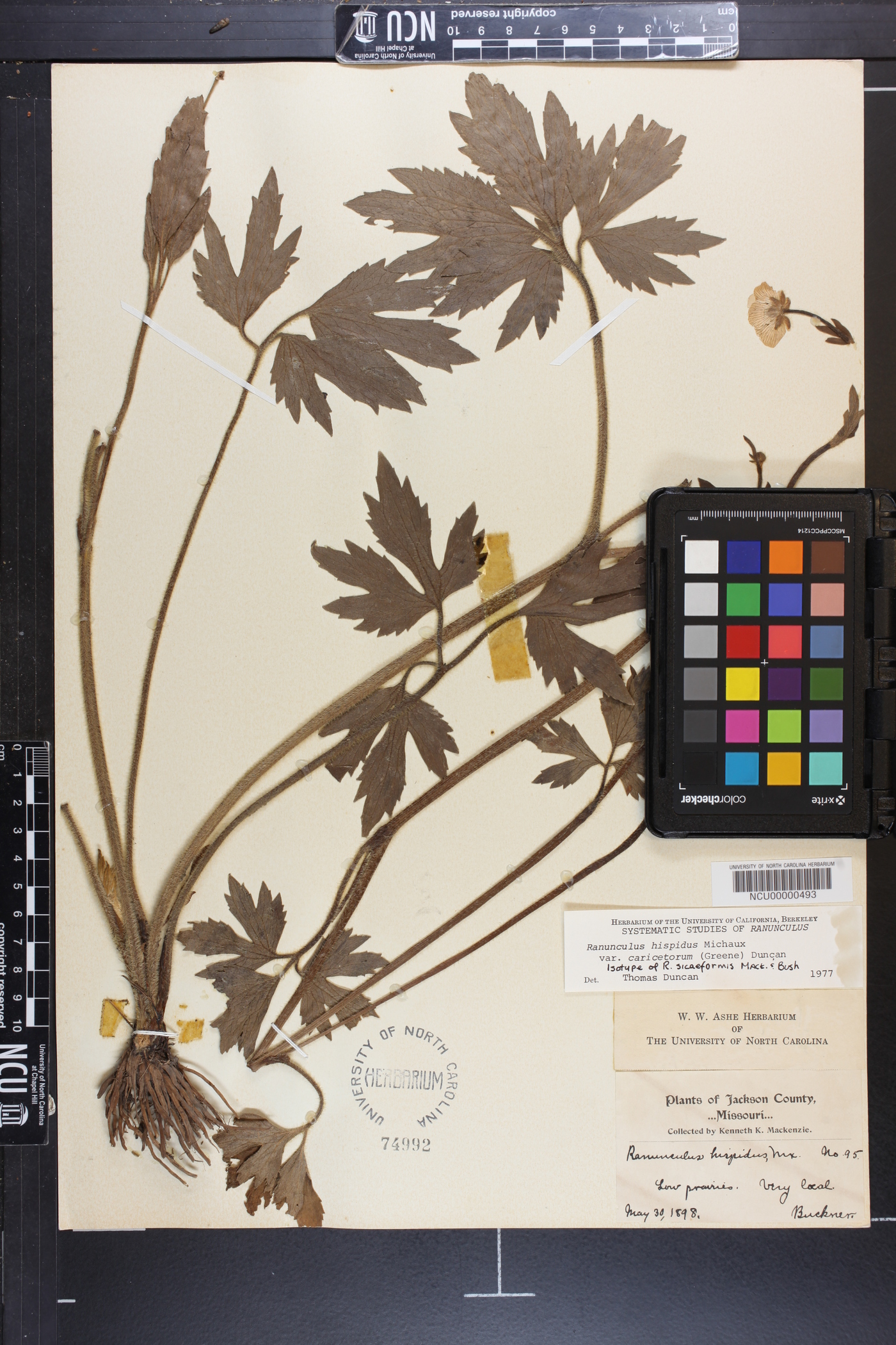 Ranunculus siciformis image