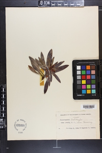 Rhododendron ashleyi image
