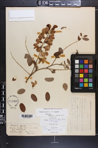 Robinia hispida image