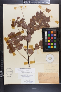 Robinia x margaretta image