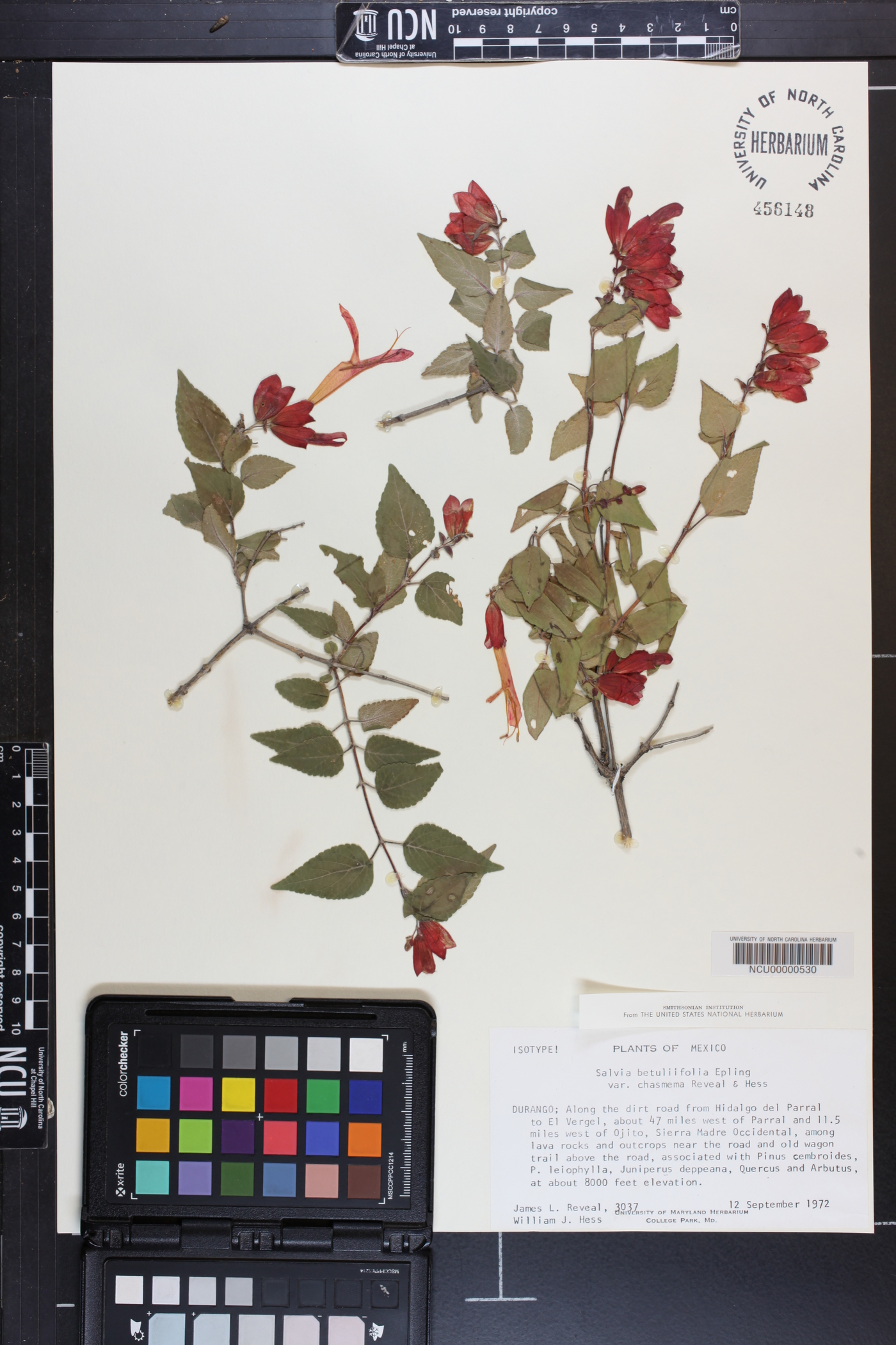 Salvia betuliifolia image
