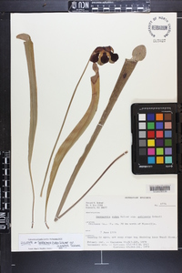 Sarracenia rubra image