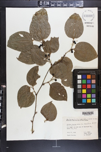 Smilax tamnoides image