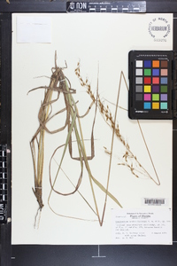 Sorghastrum apalachicolense image