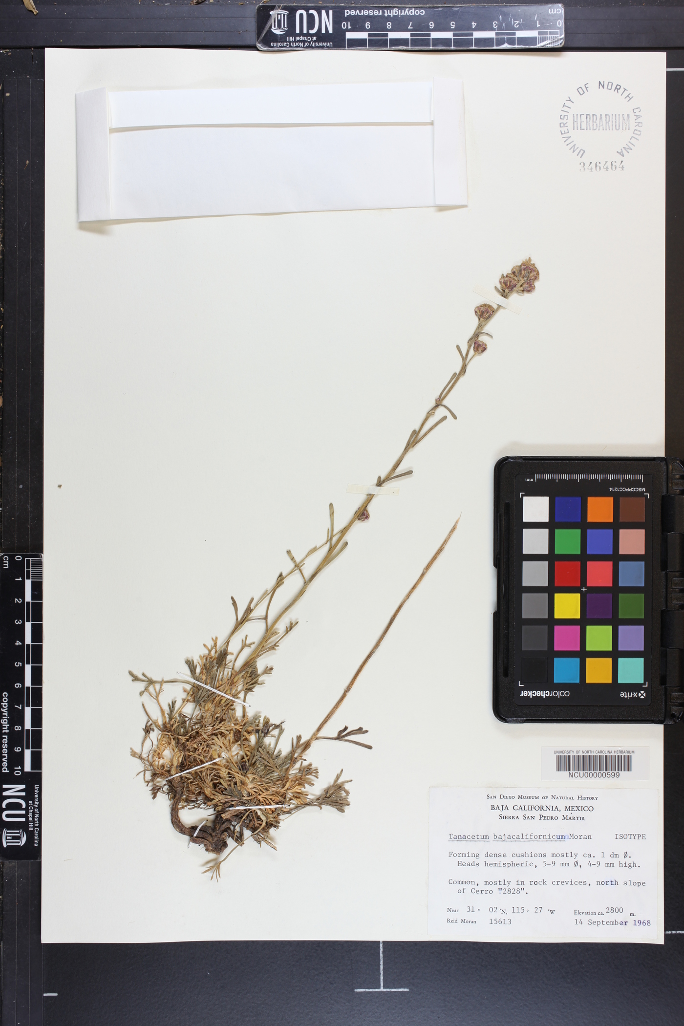 Tanacetum bajacalifornicum image