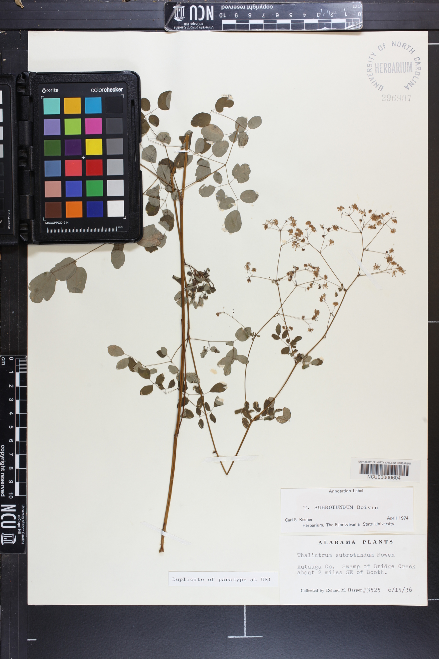 Thalictrum subrotundum image