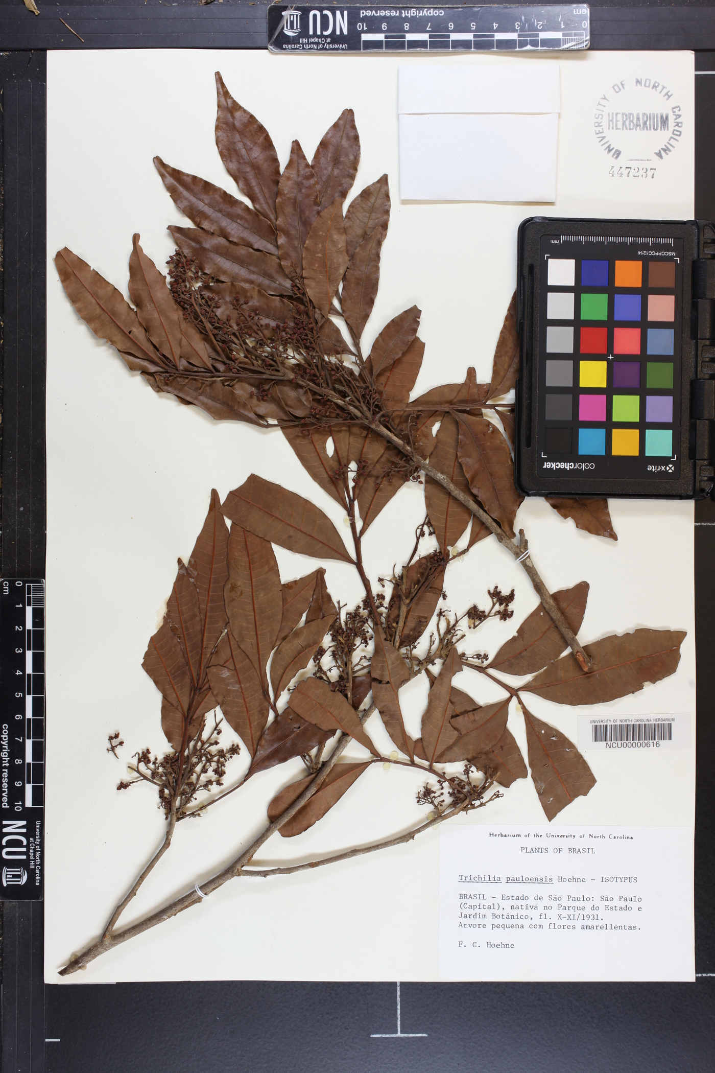 Trichilia emarginata image