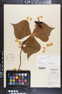 Trillium sulcatum image