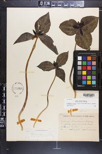 Trillium stamineum image