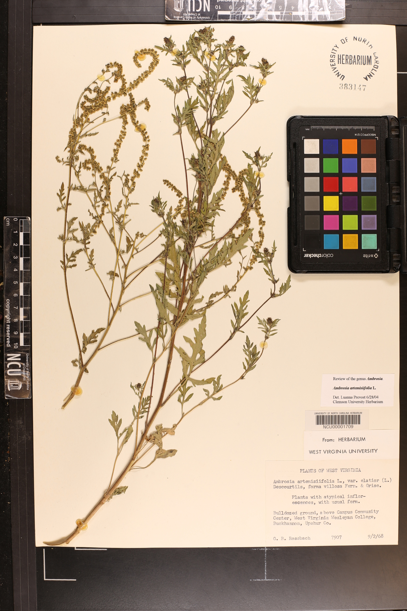Ambrosia artemisiifolia var. artemisiifolia image
