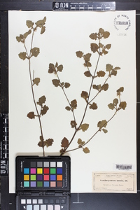 Acanthospermum humile image