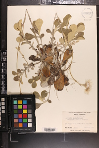 Antennaria plantaginifolia var. ambigens image