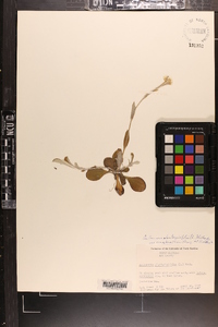 Antennaria plantaginifolia var. arnoglossa image